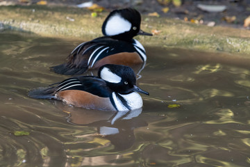 Pair of Male Adult Hooded merganser in a Pond