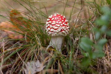 Kleiner Fliegenpilz im Gras
