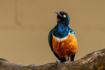 Superb Starling Perched on a Branch