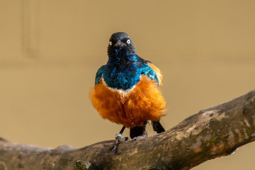Superb Starling Perched on a Branch