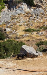 Koza © Eva