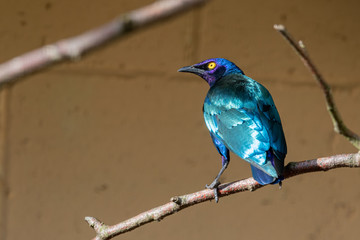 Purple Glossy Starling Perched in a Tree