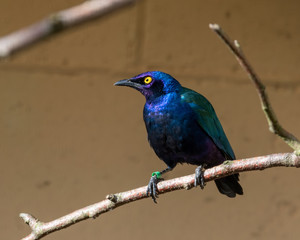 Purple Glossy Starling Perched in a Tree