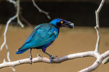 Purple Glossy Starling Eating a Berry