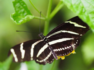 Close up butterflies flying inside a butterfly garden, butterfly in natural habitat. In tree leaves. Nice wetland insect. Butterfly in the green forest. Natural life.
