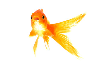 Gold fish isolated on a white background