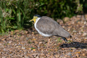 Masked Lapwing Standing on a Pebbled Beach