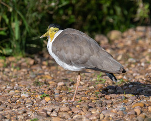 Masked Lapwing Standing on a Pebbled Beach