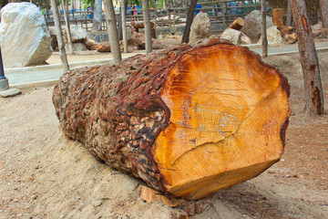 tree log in the park