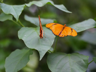 Obraz premium Close up butterflies flying inside a butterfly garden, butterfly in natural habitat. In tree leaves. Nice wetland insect. Butterfly in the green forest. Natural life.
