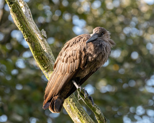 Hamerkop Perched High in a Tree