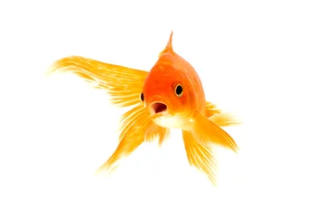 Fotobehang Gold fish isolated on a white background © gunungkawi