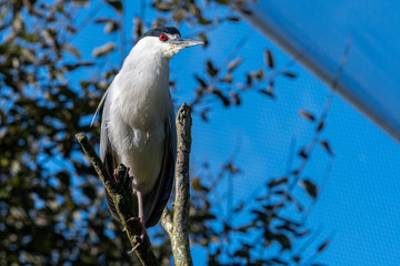 Black Crowned Night Heron Perched in a Tree