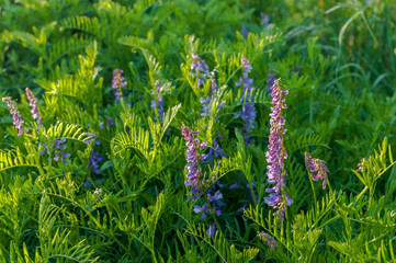Fioletowe rośliny na tle zielonej polany © olekgraf