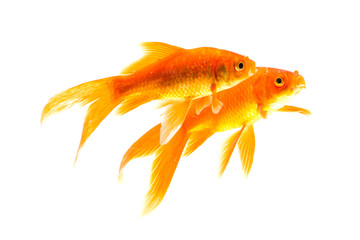 Gold fish isolated on a white background