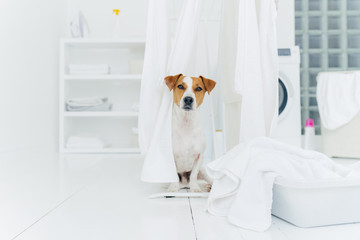 Indoor shot of jack russell terrier in laundry room, white fresh washed laundry on clothes dryers,...