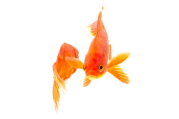 Fototapeta premium Gold fish isolated on a white background
