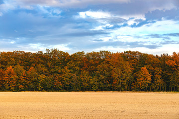 Autumn, fall landscape with a trees full of colorful, falling leaves, sunny cloudy sky. 