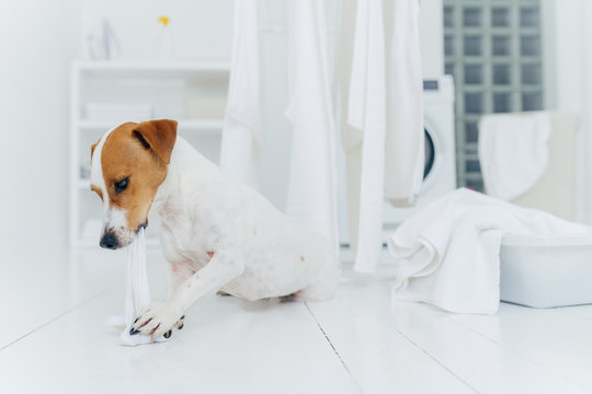 Horizontal shot of jack rusell terrier bites white linen while host is away, has much work in laundry room, going to be punished, white basin with towels to wash