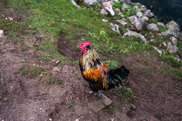 Portrait of a colorful rooster standing on the ground near a river