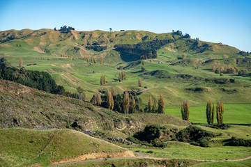 Fototapeta premium Beautiful rolling hills and valleys and agricultural farming countryside of the Hawkes Bay