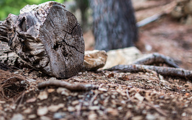 Tree rings old weathered wood texture with the cross section of a cut log