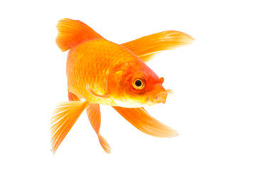 Gold fish isolated on a white background