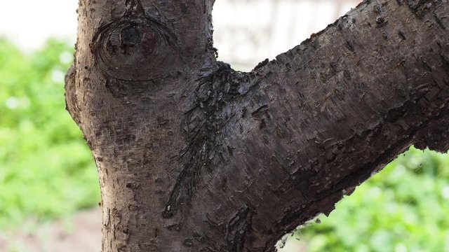 Life on a tree bark. ants, insects and green lice on the tree trunk