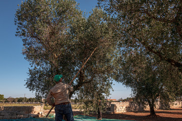 TORRE SANTA SUSANNA, ITALY / OCTOBER 2019: The harvesting of olives for the seasonal production of...