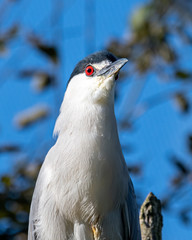 Portrait of a Black Crowned Night Heron
