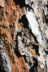 Tree bark, close up view, bark texture
