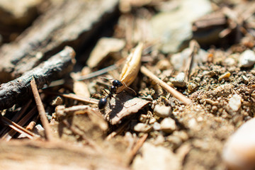 Ant carrying food outside outdoors close up view