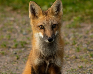 red fox
