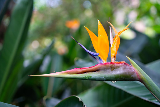 Heliconia - Sterlizia - fiore tropicale a forma di becco d'uccello
