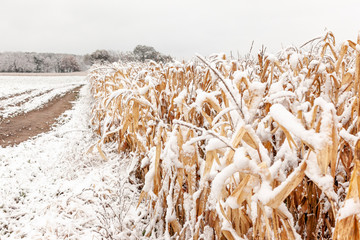 Close-up of the edge of a snow covered standing field of corn along a farm lane.