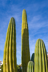 Tropical high cactus against a blue sky. Menorca, Baleares, Spain