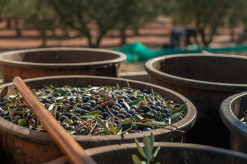 TORRE SANTA SUSANNA, ITALY / OCTOBER 2019: The harvesting of olives for the seasonal production of...