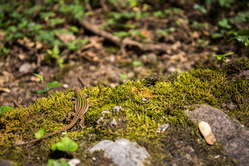 Small brown lizard Lacertilla on the grass in a forest
