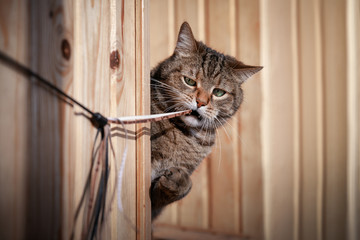 close portrait of serious marbled tabby male cat playing with cat's stick toy at home in daytime