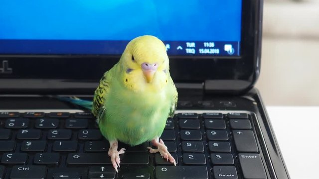 cute budgerigar working on computer