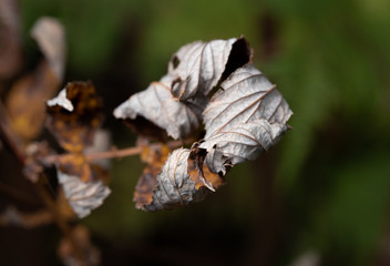 dried withered leaves in late fall