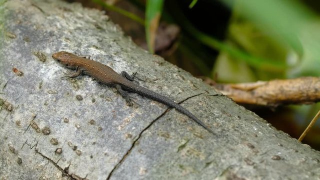 lizard on a wooden board