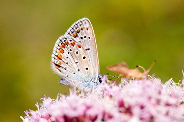 butterfly on flower