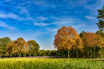 Naturdünger, Senfdünger, Herbstdünger, Herbststimmung, Landwirtschaft, Feld, gelb, Wolken, blauer Himmel