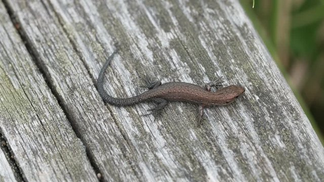lizard on a wooden board