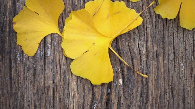 Composition of ginkgo biloba leaves on the table. Ginkgo biloba leaves on a texture board.
