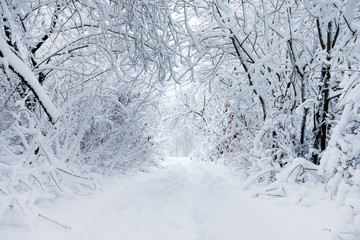  winter forest and the road