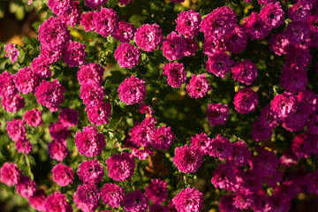 Obraz premium Bright pink chrysanthemum grows in the garden, background. Many small flowers of chrysanthemums blooms in the autumn in the garden.