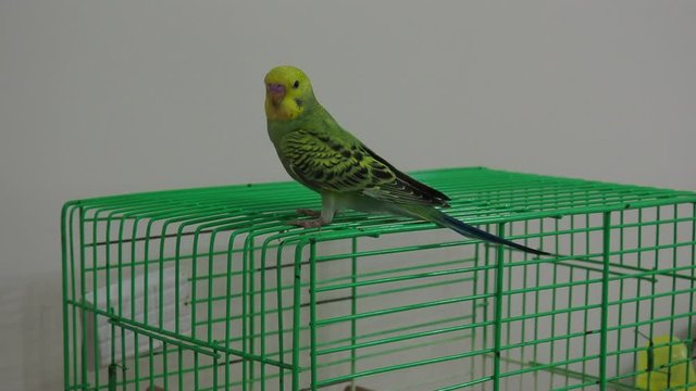 birdcage and budgerigar. escaped from the cage. Freedom