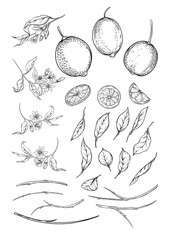 Lemon tree branch with lemons, flowers and leaves. Element for design. Outline hand drawing vector illustration. Isolated on white background..